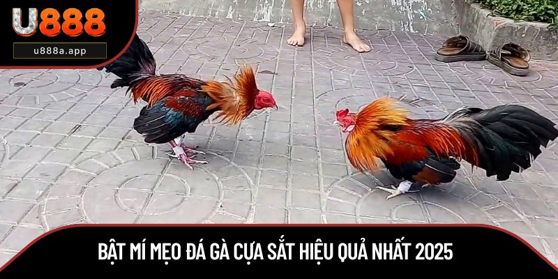 Chia sẻ cách chọn gà có khả năng thắng cao