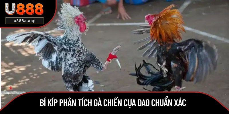 Chia sẻ mẹo dự đoán trận đá gà cựa dao