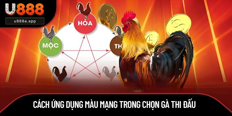 Bí quyết ứng dụng màu mạng khi chọn gà đá