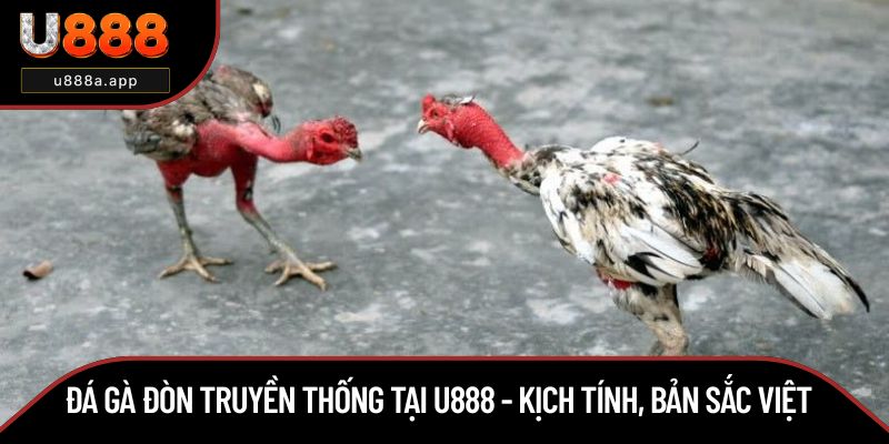 Đá Gà Đòn Truyền Thống Tại U888 - Kịch Tính, Bản Sắc Việt