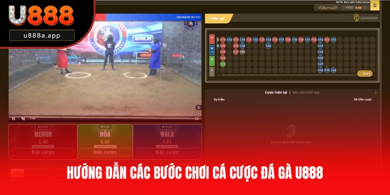 Chia sẻ quy trình cược đá gà đúng ở U888