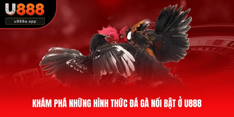 Top 4 hình thức đá gà hay gặp tại U888