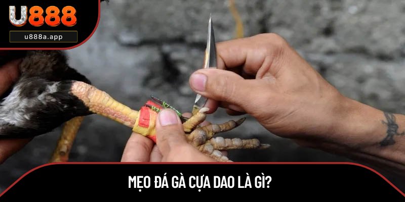 Giải thích định nghĩa mẹo đá gà cựa dao