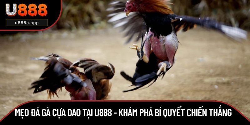 Mẹo Đá Gà Cựa Dao Tại U888 - Khám Phá Bí Quyết Chiến Thắng