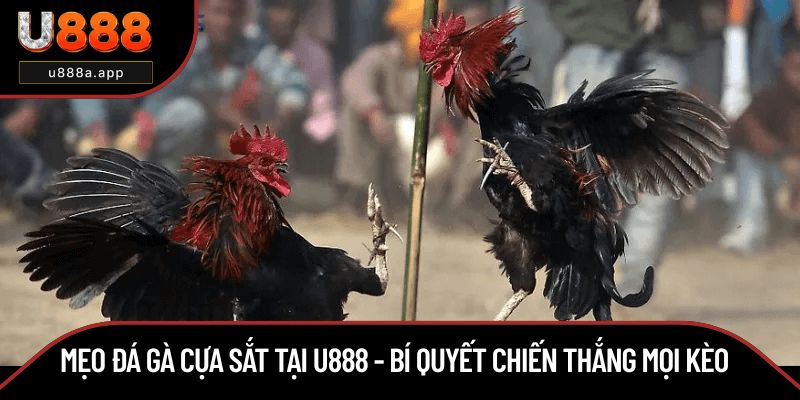 Mẹo Đá Gà Cựa Sắt Tại U888 - Bí Quyết Chiến Thắng Mọi Kèo