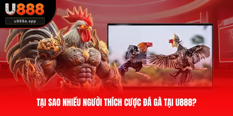 Những ưu điểm vượt bậc của sảnh đá gà U888