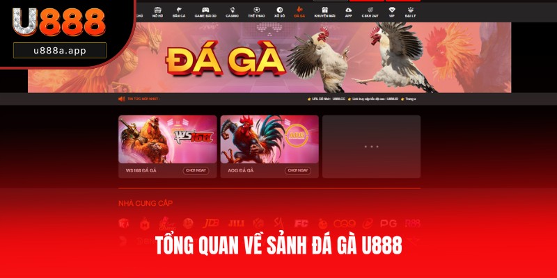 Đôi nét về sảnh đá gà của U888