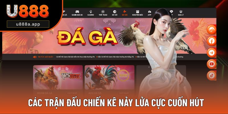 Các trận đấu chiến kê nảy lửa cực cuốn hút